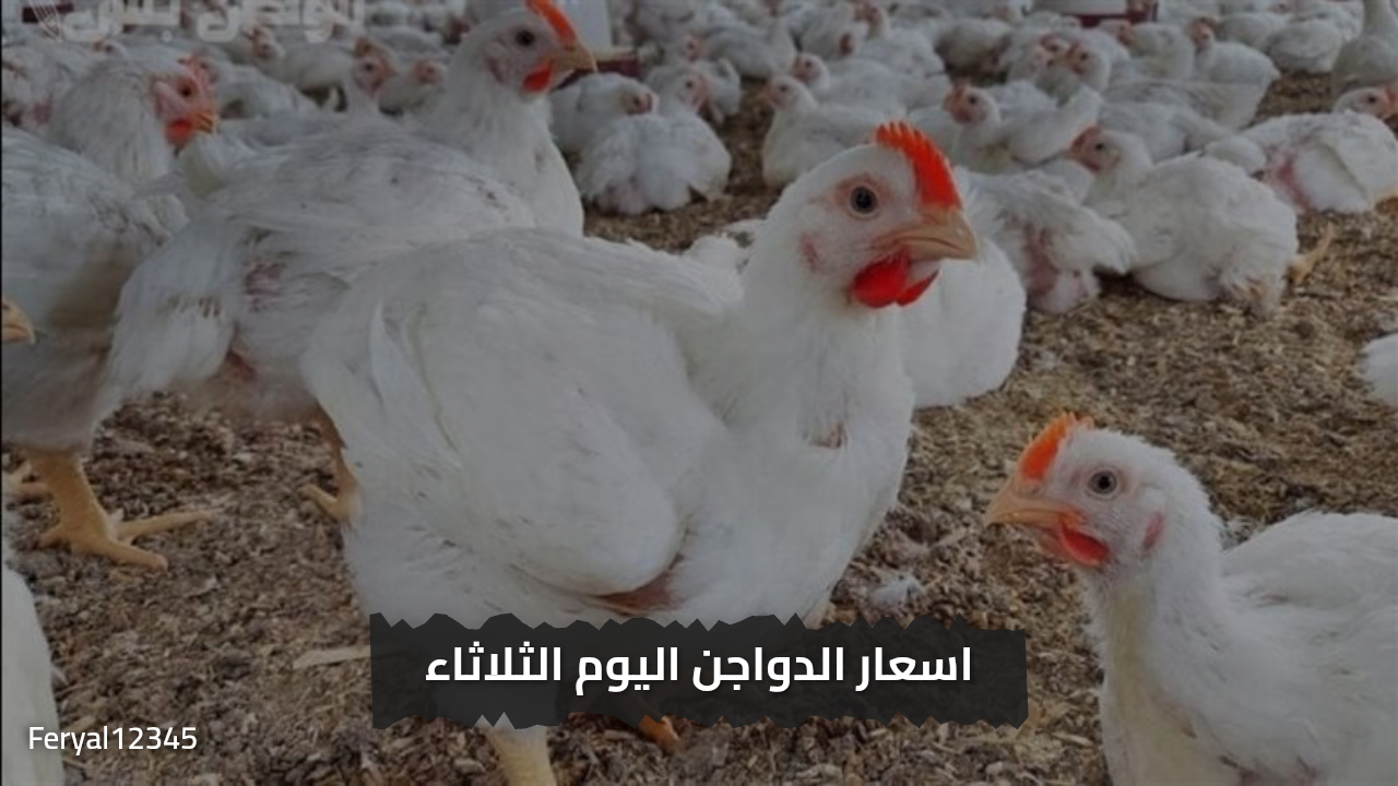 أسعار الفراخ البيضاء اليوم