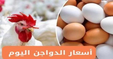 «اشتري وحزنى يا ست الكل » أسعار الفراخ البيضاء اليوم الأربعاء 30 يوليو 2025 في الأسواق المصرية والمزرعة 