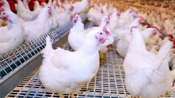 بكام سعر الكتكوت الساسو.. أسعار الفراخ البيضاء في بورصة الدواجن اليوم الأربعاء 30 يوليو 2025