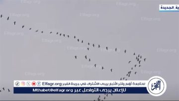 وزارة البيئة تواصل حماية الطيور المهاجرة.. إزالة 18 ألف متر من الشباك المخالفة في المحميات الطبيعية
