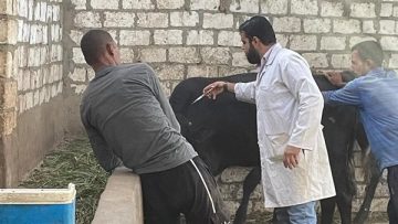انطلاق الحملة القومية الثالثة للتحصين ضد مرض الحمى القلاعية وحمى الوادي المتصدع بالجيزة