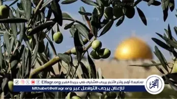 تعتبرها عدوًا وتهاجمها.. لماذا يستهدف الاحتلال الإسرائيلي شجر الزيتون الفلسطيني؟