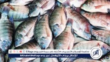 بكام السمك البلطى..اسعار السمك اليوم الإثنين 27اكتوبر 2025فى محافظة المنيا