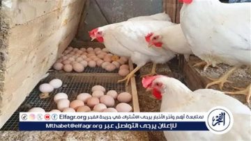 أسعار الفراخ والبيض اليوم الثلاثاء 28 أكتوبر 2025 بأسواق الأقصر