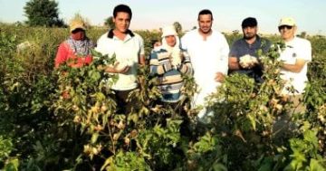 الوادى الجديد أرض الخير والبركة.. افتتاح موسم جنى الذهب الأبيض فى مركز الفرافرة ومعدلاته مبشرة.. حقول إرشادية لتقييم تراكيب وراثية من طبقة أقطان طويل قبلى.. والزراعة تعلن خطة للتوسع فى زراعة القطن.. صور