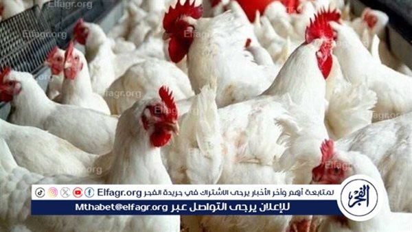 اسعار الفراخ البيضاء والبلدى اليوم الجمعه 24اكتوبر 2025فى المنيا