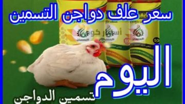 استقرار أسعار الأعلاف والتسمين بأسوان اليوم الثلاثاء 28 أكتوبر 2025