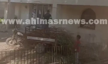 استياء بين أهالي جراجوس بقنا من قطع الأشجار.. صور