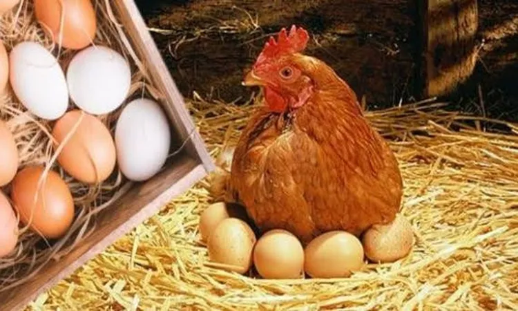 بعد رفع أسعار الوقود.. تعرف على أسعار الدواجن اليوم الجمعة بالأسواق