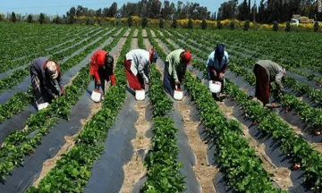 المركز الإعلامي لمجلس الوزراء: الدولة المصرية تقدم الدعم للمزارعين لضمان تحقيق الأمن الغذائي