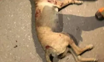 بينهم طفلان.. كلب مسعور يعقر 4 أشخاص بقرية أولاد يحيى بدار السلام بسوهاج
